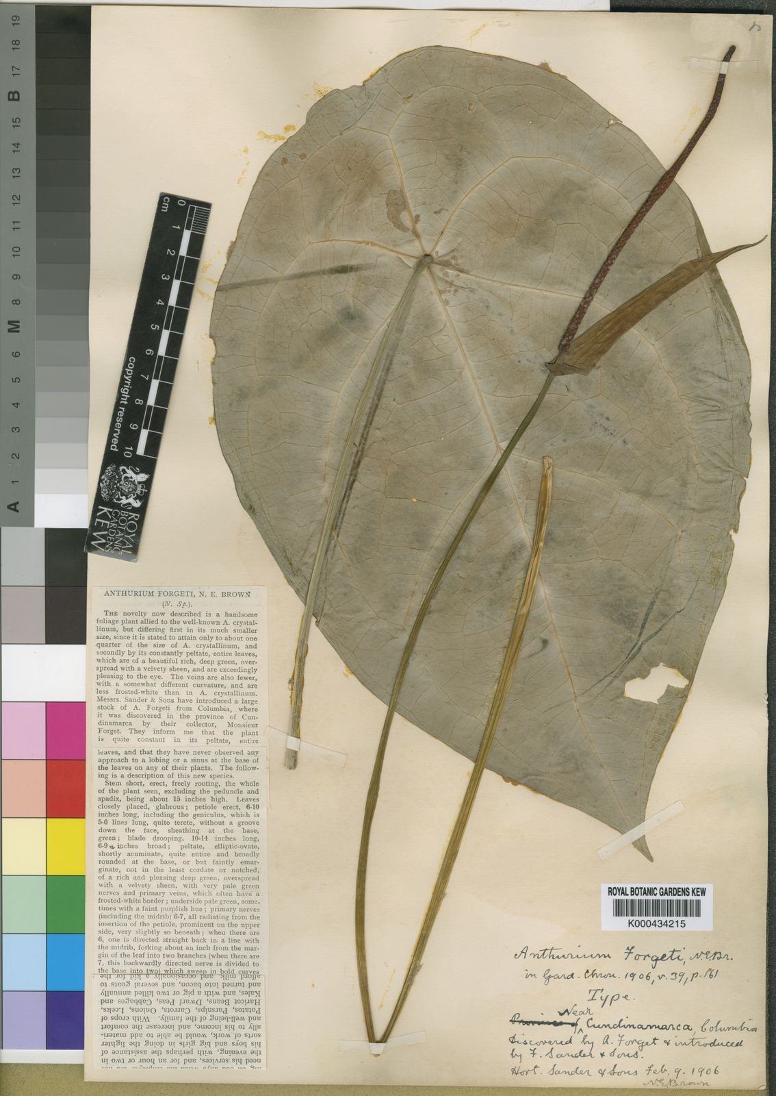 Anthurium forgetii N.E.Br. | Plants of the World Online | Kew Science