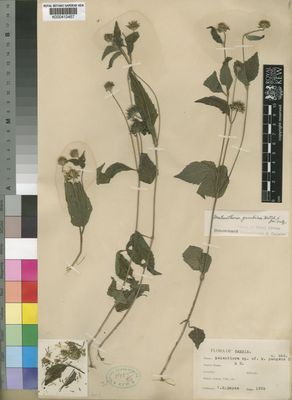 Kew Gardens K000410457:  Hayes, T.R. [586] Gambia, The