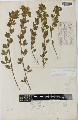 Kew Gardens K000829483:  Blocki, B. [s.n.] Poland