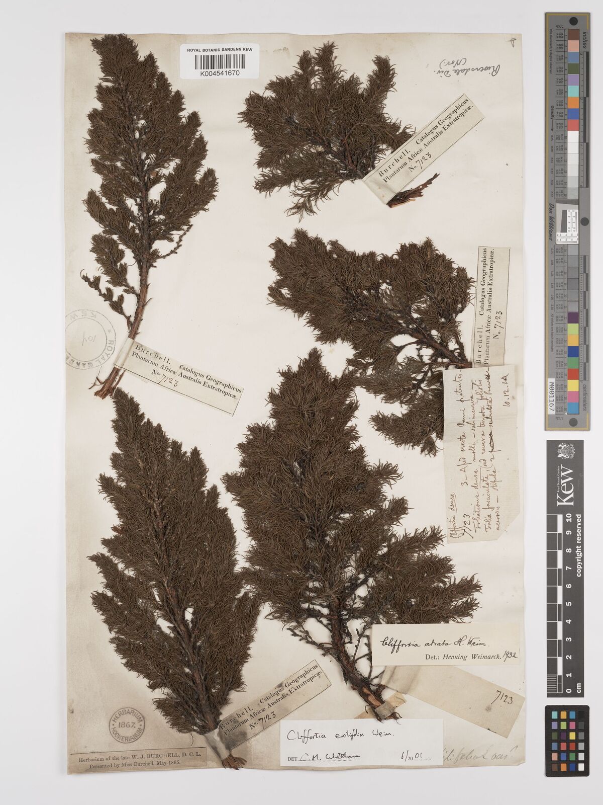 Cliffortia exilifolia