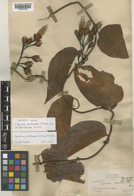 Kew Gardens K000830925:  Kurz, W.S. [2336] Burma