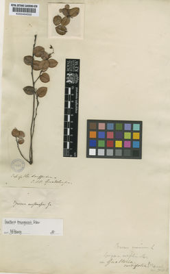Kew Gardens K000494502:  s.coll. [s.n.] Guadeloupe