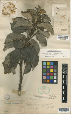 Kew Gardens K000485933:  Lessing [s.n.] Brazil