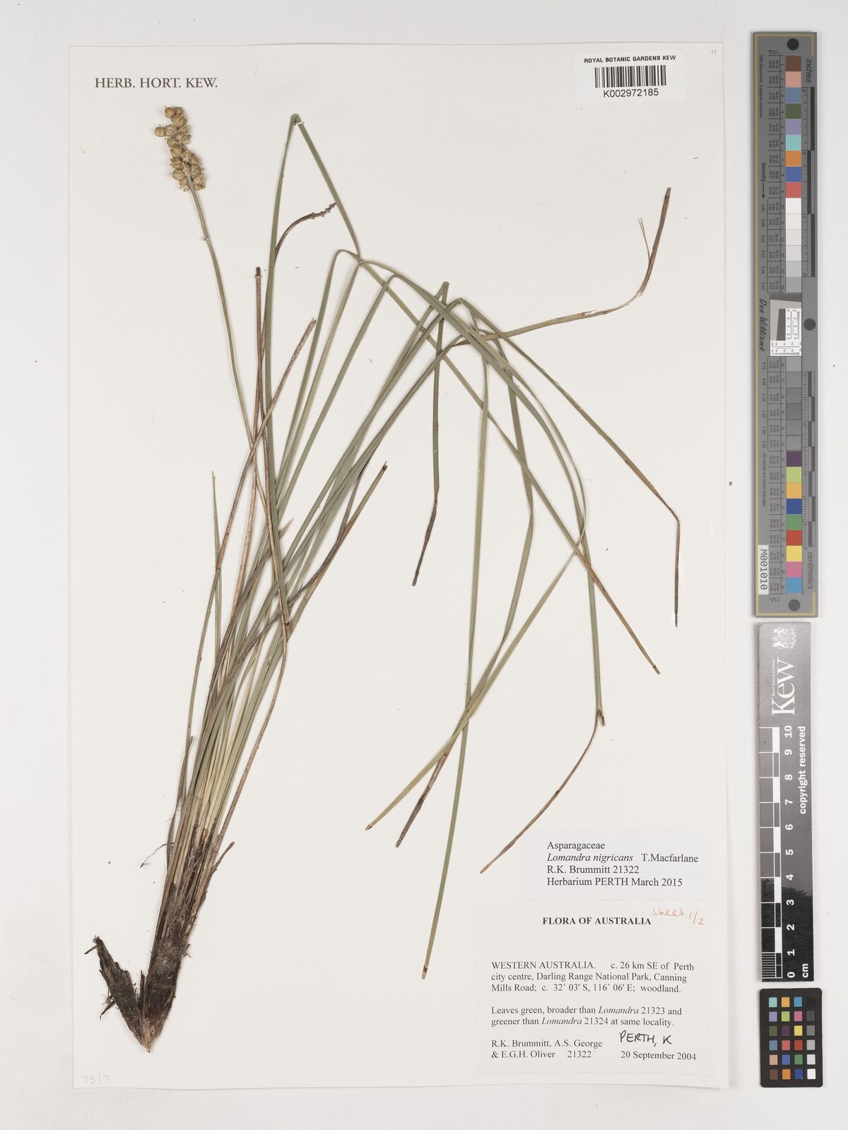 Lomandra nigricans thumbnail