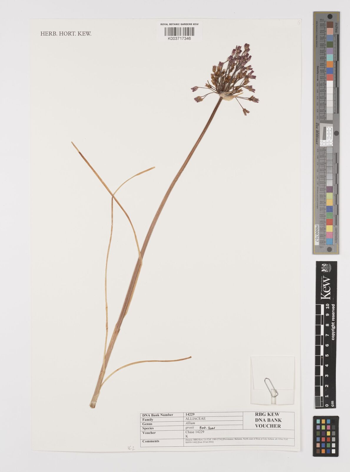 Allium grosii