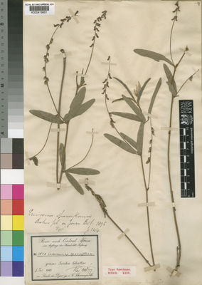 Kew Gardens K000419661:  Schweinfurth, G. [1876]