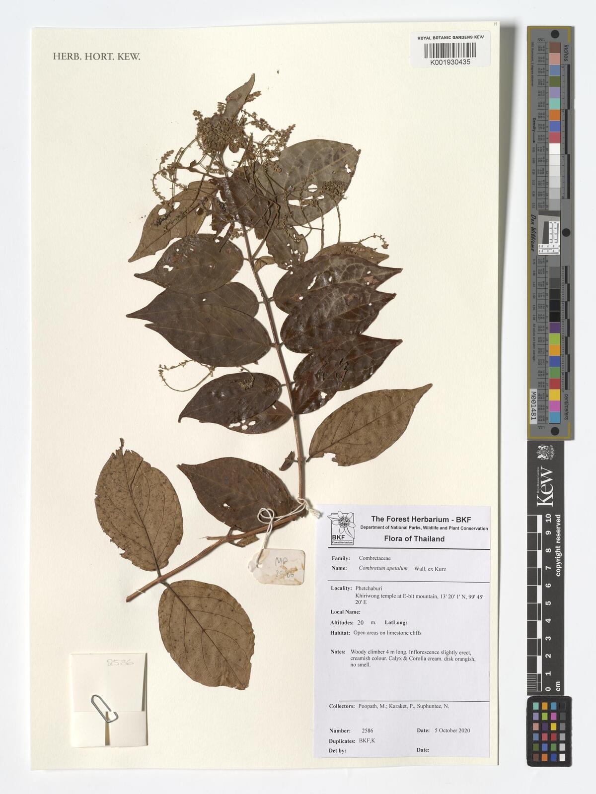Combretum apetalum
