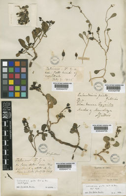 Kew Gardens K000424710:  Gillies, J. [s.n.] Argentina