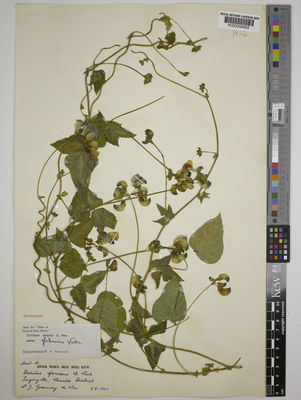 Kew Gardens K000058993:  s.coll. [s.n.] Tanzania