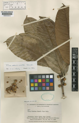 Kew Gardens K000442918:  Krukoff, B.A. [8677] Brazil