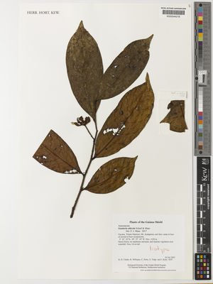 Kew Gardens K000544216:  Clarke, H.D.; Williams, R.; Perry, C.; Tripp, E.; Kelly, J. [9247] Guyana