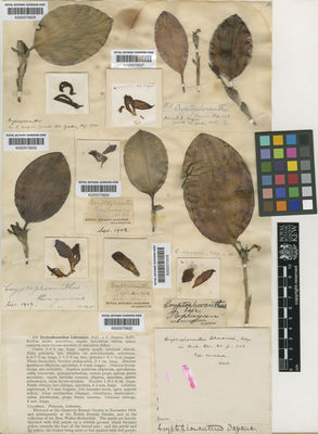 Kew Gardens K000573927:  s.coll. [1] Colombia