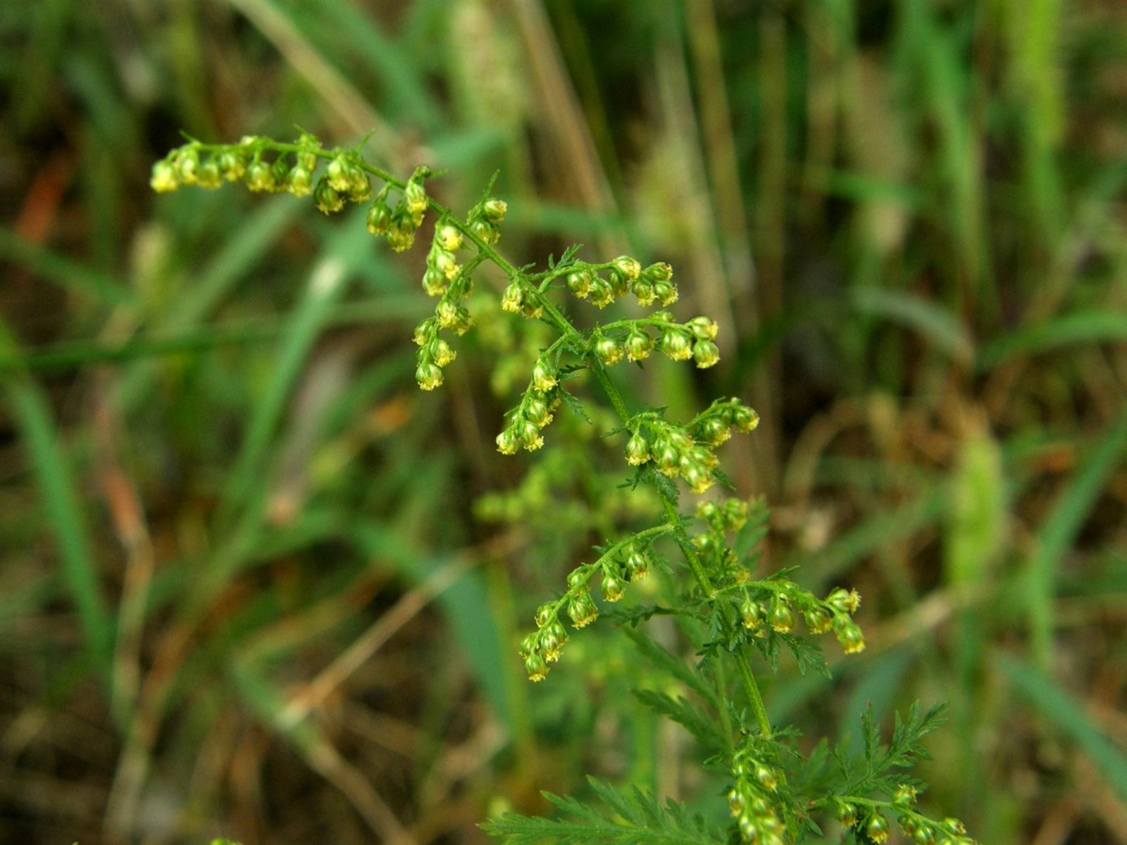 Learn more about Artemisia annua - Artennua®