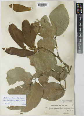 Kew Gardens K000848789:  Kerr, A.F.G. [1733] Thailand