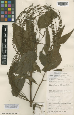 Kew Gardens K000741415:  Streimann, H.; Kairo, A. [30765] Papua New Guinea