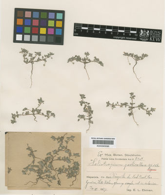 Kew Gardens K000583590:  Ekman, E.L. [8504] Haiti