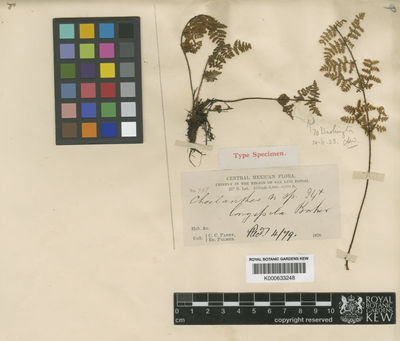 Kew Gardens K000633248:  Parry, C.C.; Palmer, E. [989] Mexico