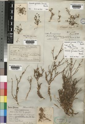 Kew Gardens K000413630:  Drege [s.n.] South Africa