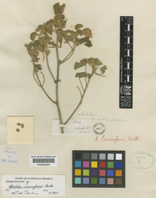 Kew Gardens K000659644:  s.coll. [s.n.] Australia