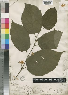 Kew Gardens K000425916:  Monteiro [s.n.]