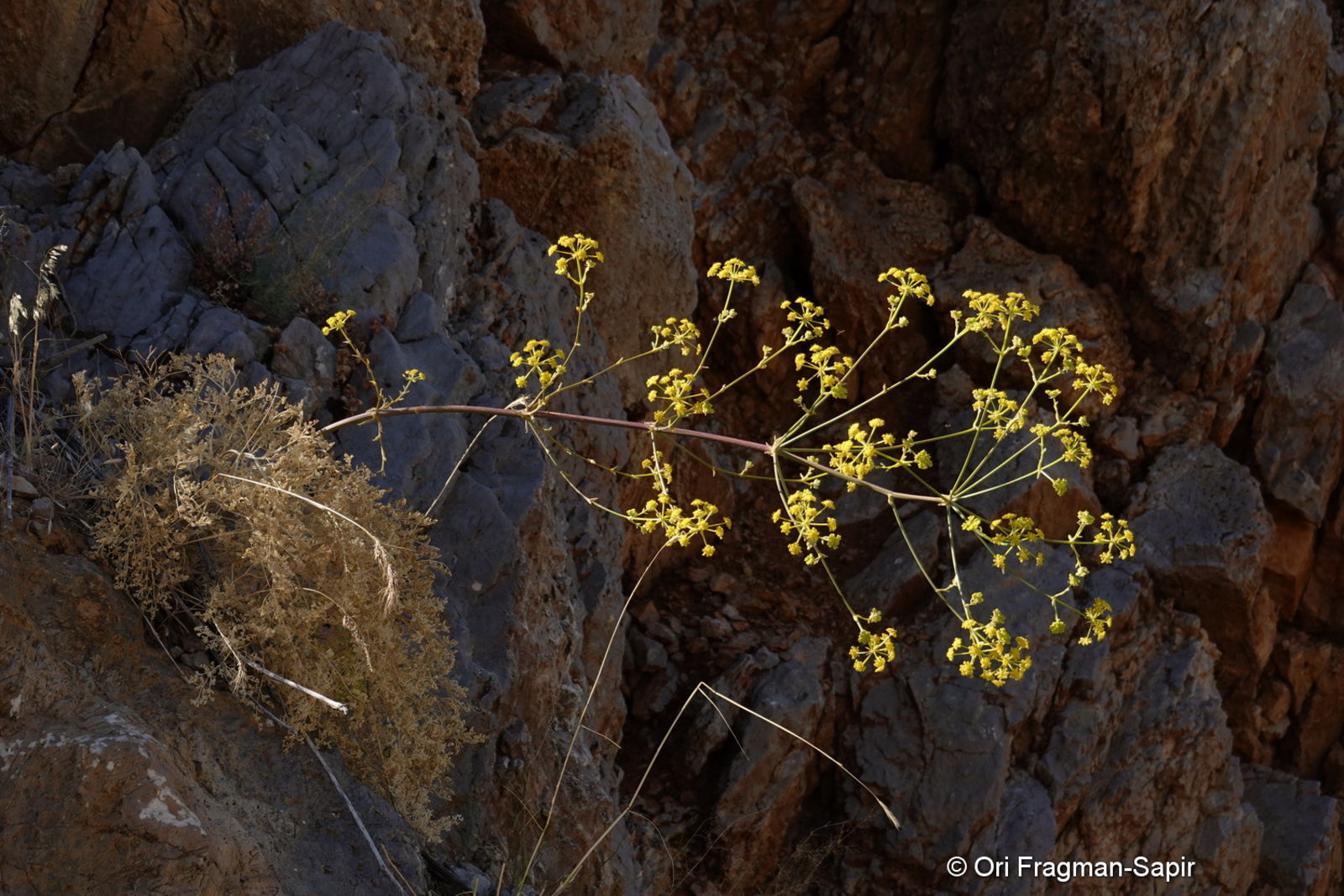 Ferulago Trachycarpa Boiss. | Plants Of The World Online | Kew Science