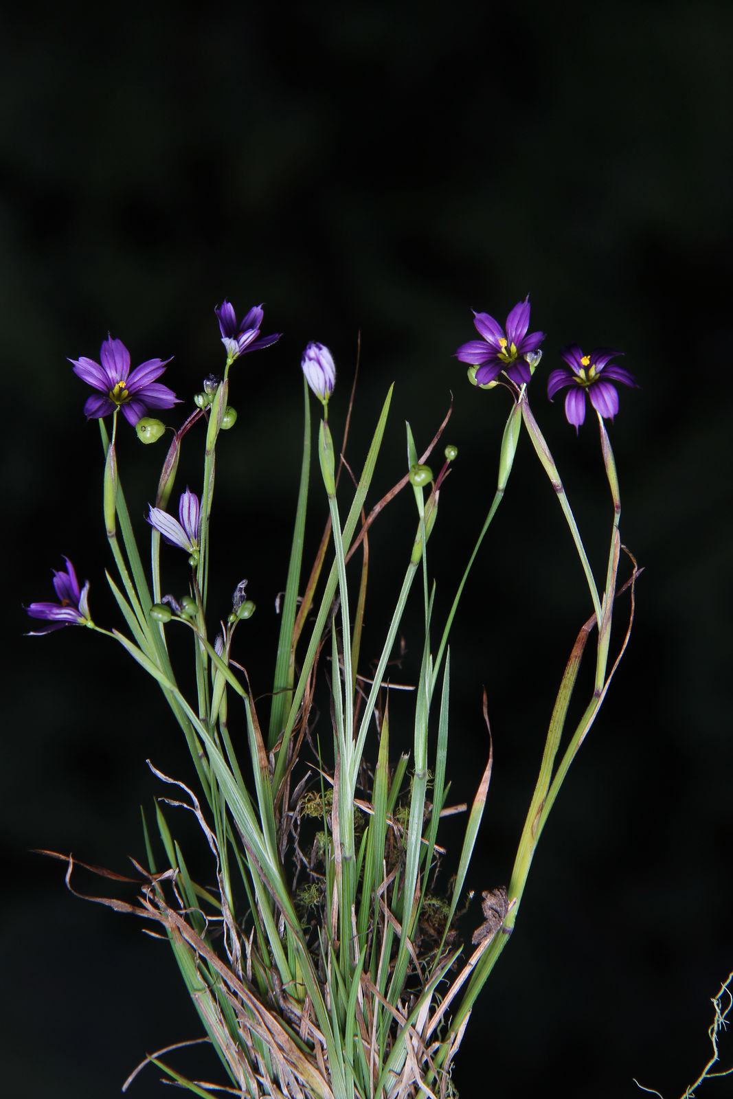 Sisyrinchium scabrum Schltdl. & Cham. | Plants of the World Online ...