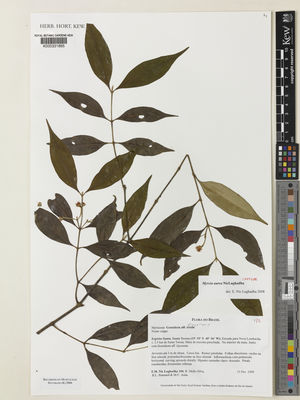 Kew Gardens K000331895:  Nic Lughadha, E.; Mello-Silva, R.; Assis, M.C.; Stannard, B.L. [200] Brazil