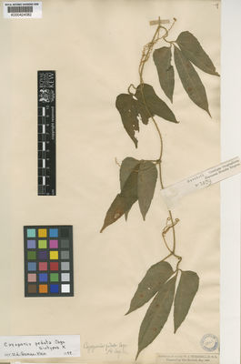 Kew Gardens K000424082:  Burchell, W.J. [2039] Brazil