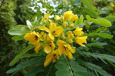 Senna surattensis (Burm.f.) H.S.Irwin & Barneby | Plants of the World ...