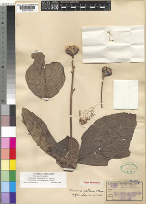 Kew Gardens K000272874:  Kassner [2707] Congo, Republic of the