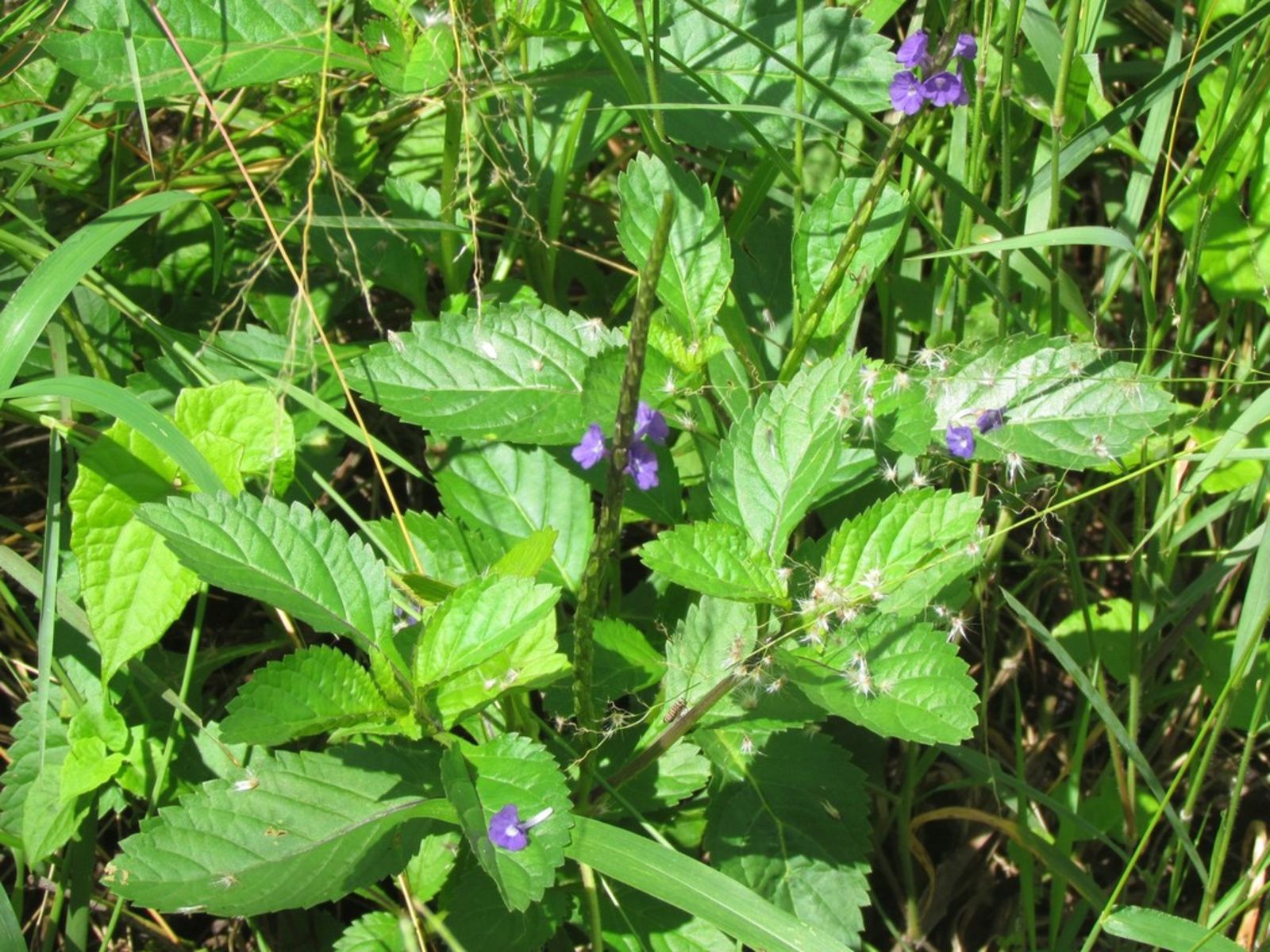 Stachytarpheta jamaicensis (L.) Vahl, Verveine bleue (Flore mondiale) -  Pl@ntNet identify