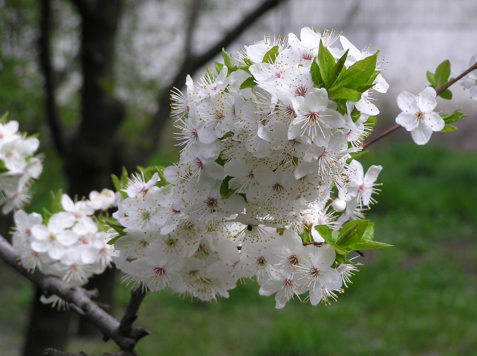 Prunus перевод. Прунус (Prunus). Вишня Восточная (Cerasus serrulata). Prunus Cerasus ‘Evans’.