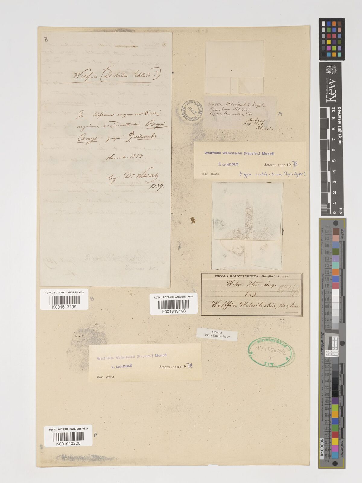Kew Gardens K001613199:  Welwitsch, F.M.J. [209] Angola