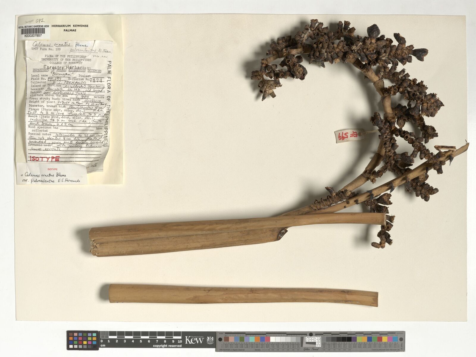Kew Gardens K000207857:  Fernando, E.S. [599] Philippines