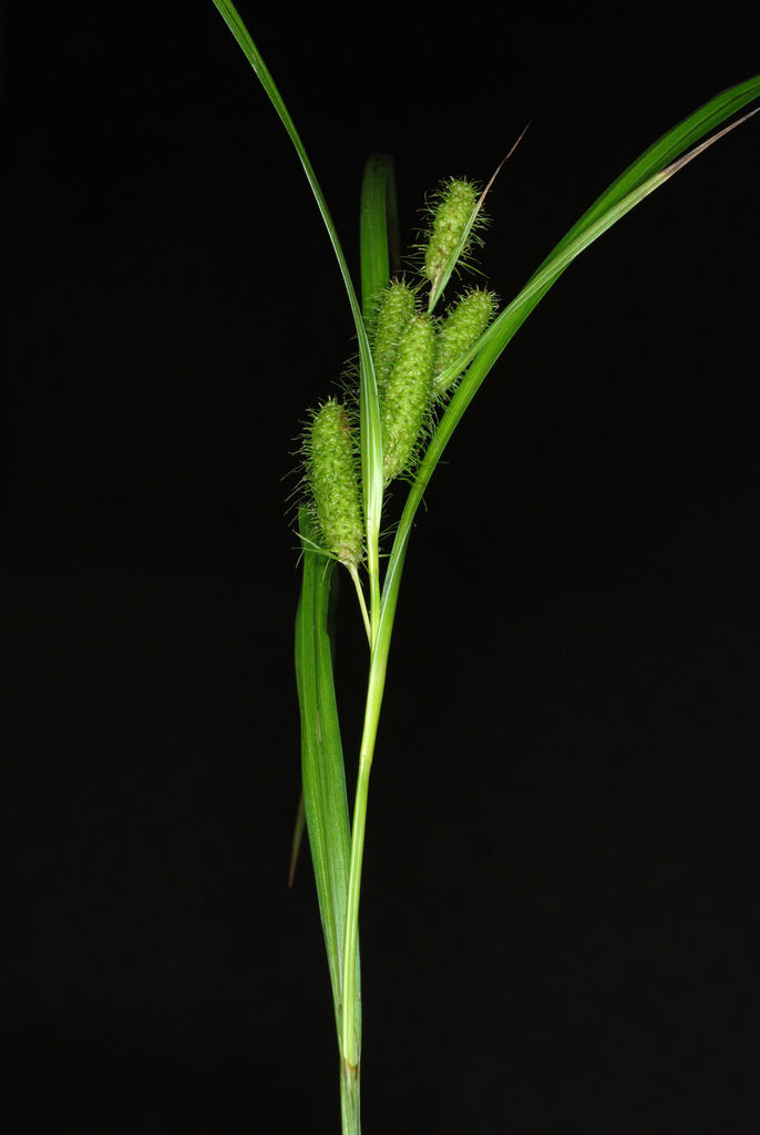 Plant Image 1