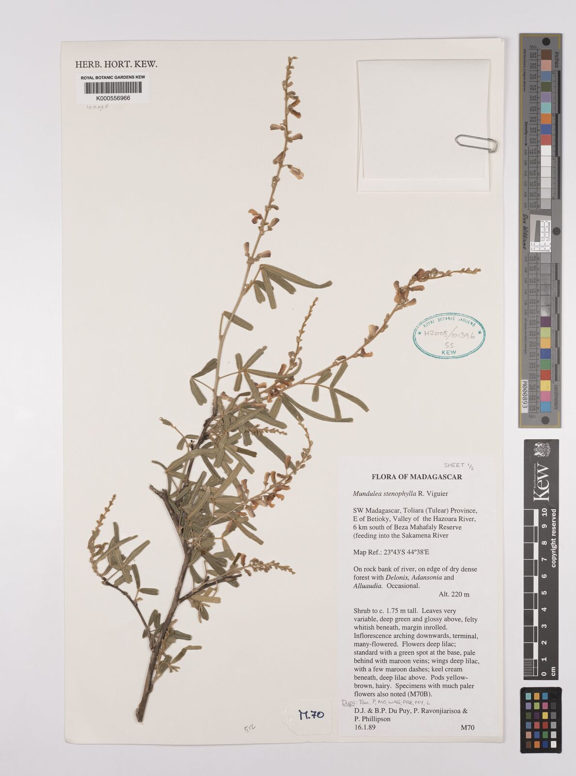Kew Gardens K000556966:  Du Puy, D.J.; Du Puy, B.P.; Ravonjiariosa, P.; Phillipson, P. [M70] Madagascar