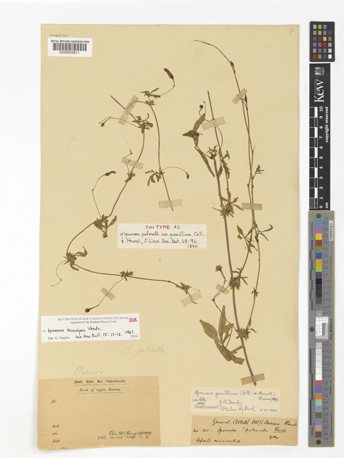 Kew Gardens K000830811:  Collett, H. [40] Burma