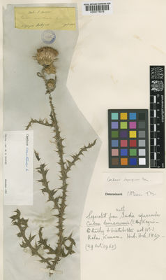 Kew Gardens K000778016:  Boissier, P.E. [s.n.] Turkey