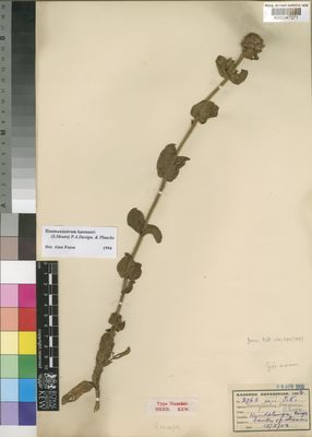 Kew Gardens K000347271:  Kässner, T. [2765] Congo, Republic of the