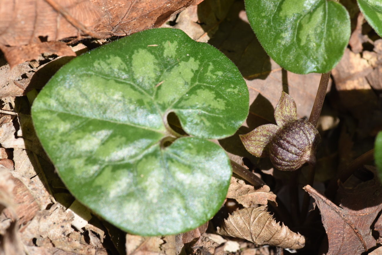Asarum sieboldii Miq. | Plants of the World Online | Kew Science