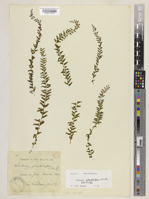 Kew Gardens K000115874:  Koorders, S.H. [15415] Indonesia