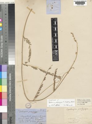 Kew Gardens K000216982:  Mueller, F., von [s.n.] Australia