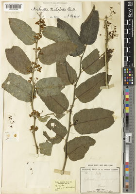 Nolina beldingii Brandegee, Plants of the World Online