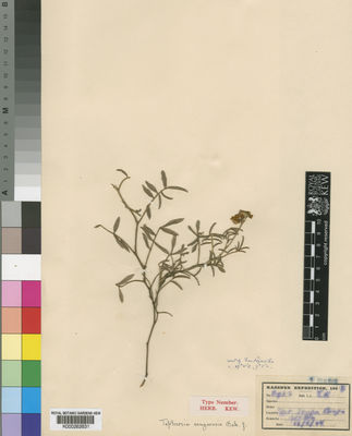 Kew Gardens K000262631:  Kassner [2983] Congo, Republic of the