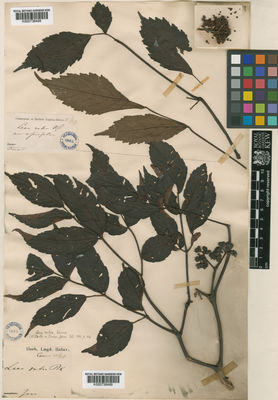 Kew Gardens K000736499:  s.coll. [s.n.] Indonesia