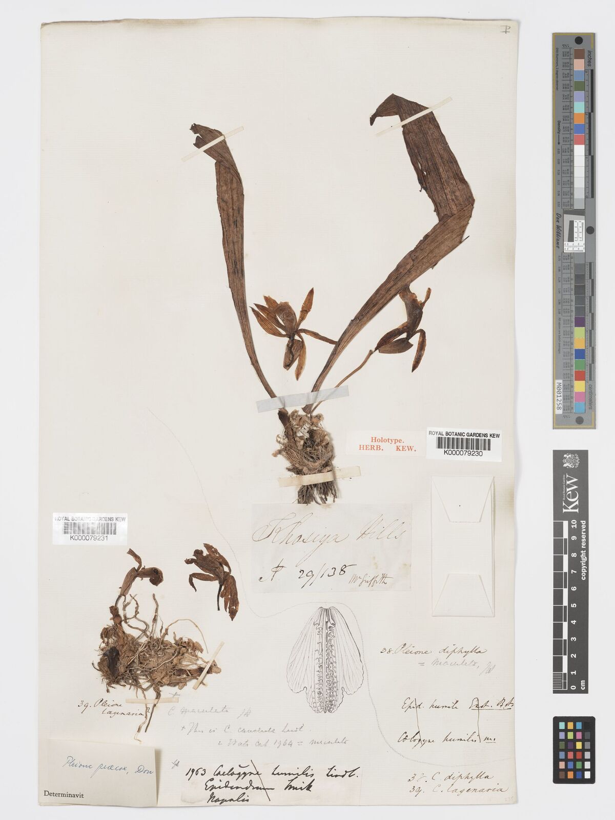 Kew Gardens K000079230:  Griffith, W. [138] India