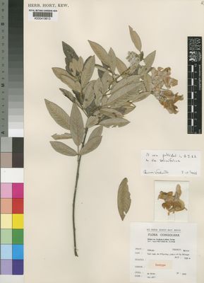 Kew Gardens K000419613:  De Witte [2642] Congo, Republic of the