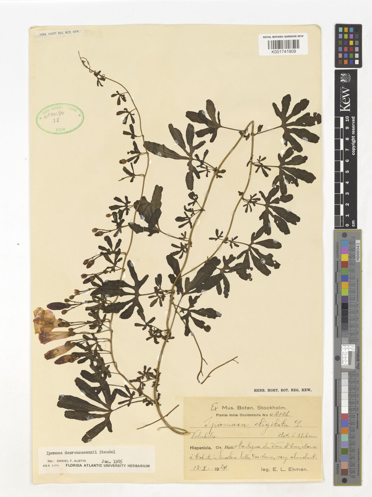Ipomoea desrousseauxii