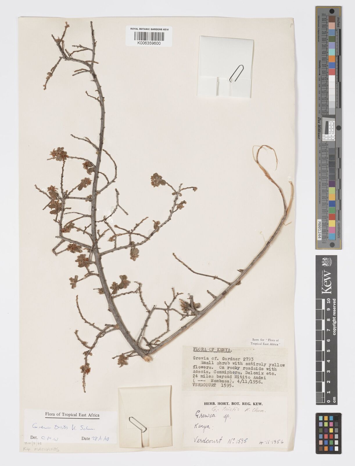 Grewia tristis