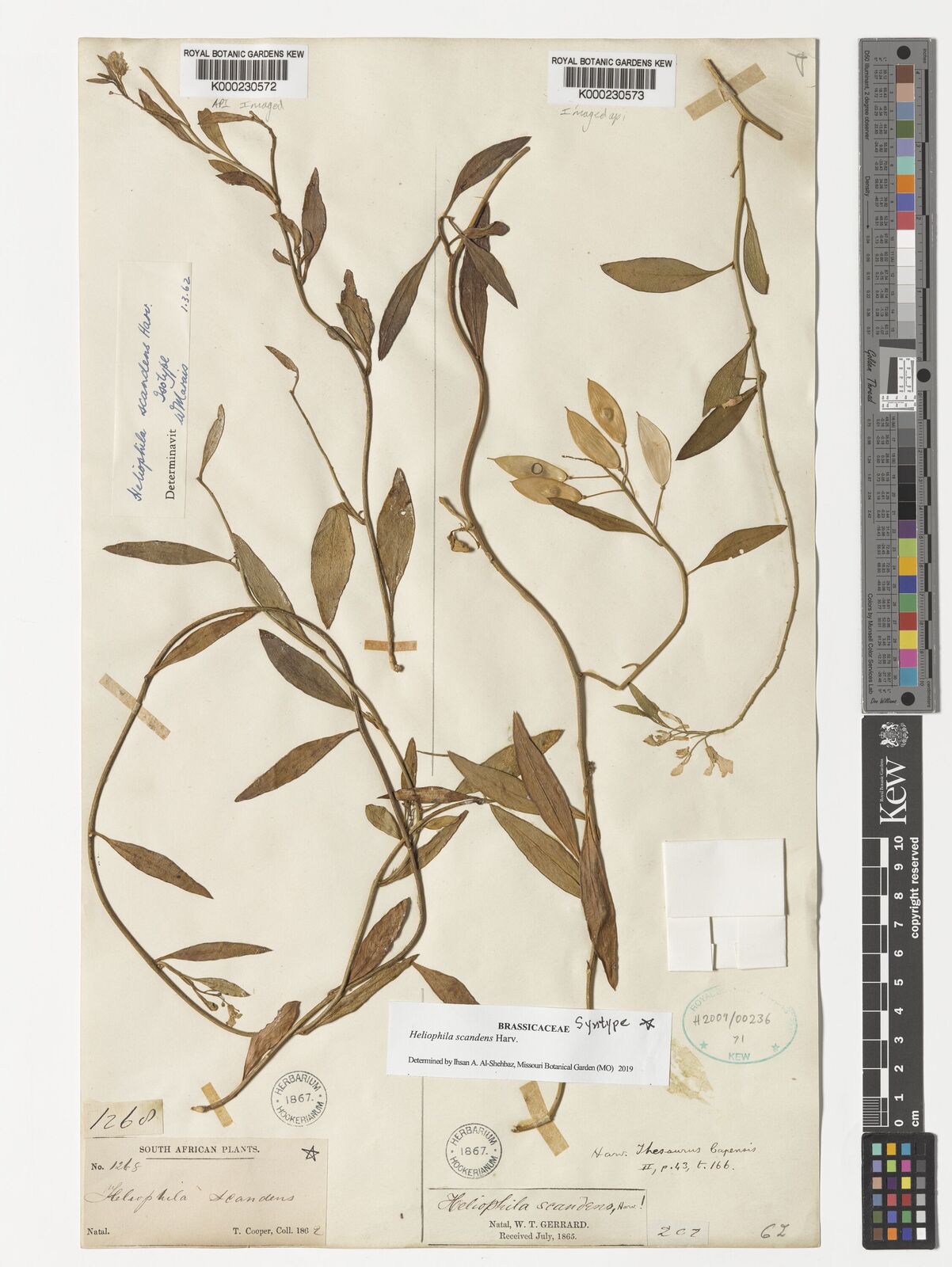 Kew Gardens K000230572:  Cooper, T. [1268] South Africa